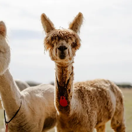 Schusterkate - [#96108] *