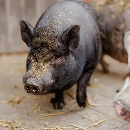 Schusterkate - [#96108] Ferienhaus Staberdorf