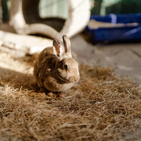 Schusterkate - [#96108] Staberdorf