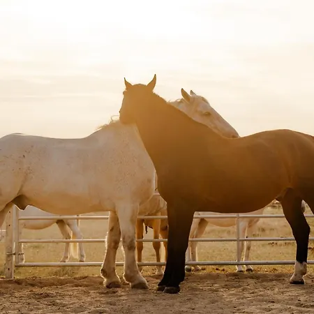 Schusterkate - [#96108] *