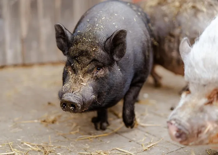Backhaus 1 Casa vacanze Staberdorf